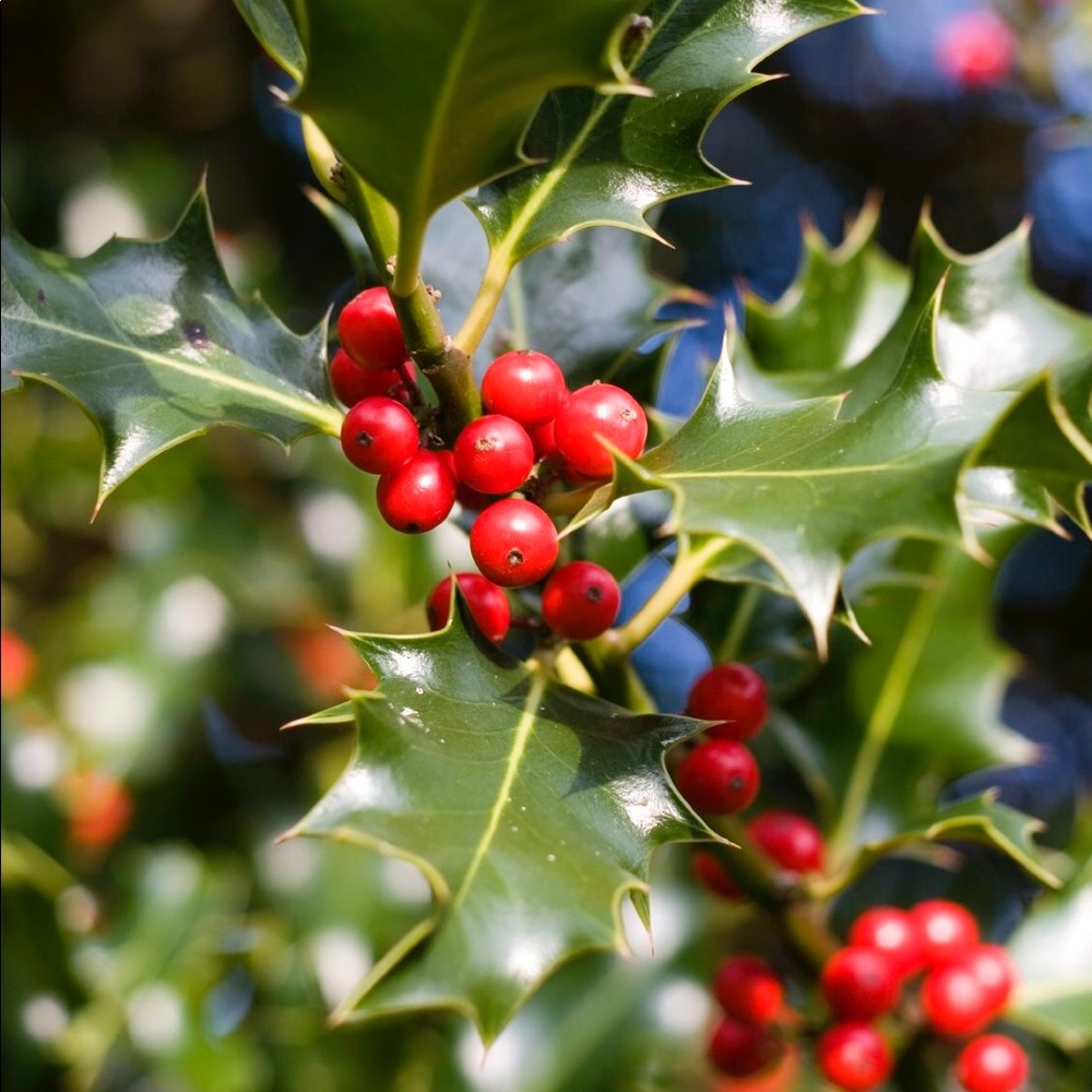 👑👑👑Meet your Posher, Holly👑👑👑